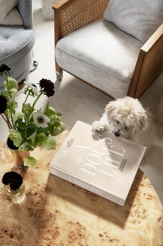 Įkvėpimas : Augintiniai