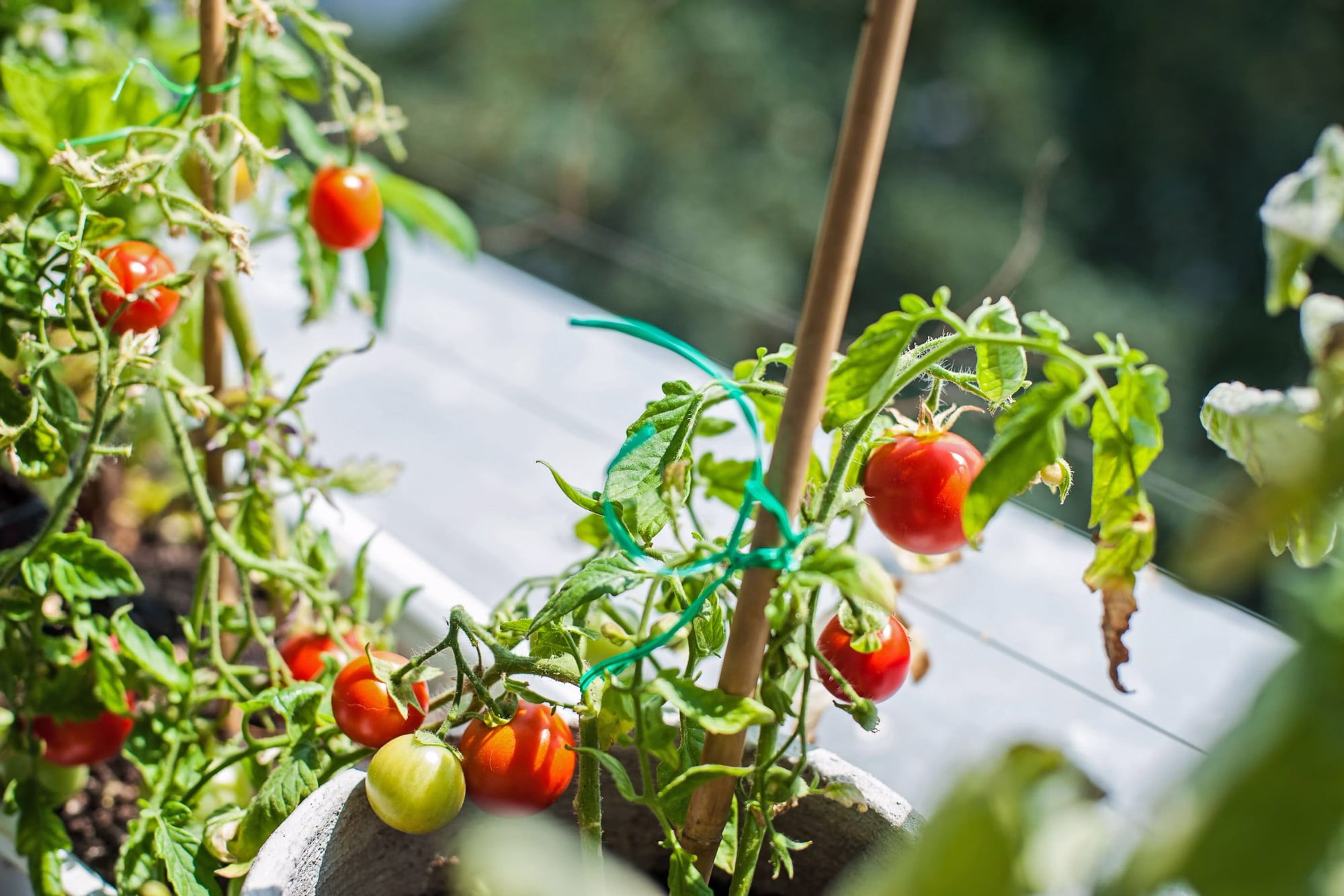 Užauginkite savo pomidorus balkone.