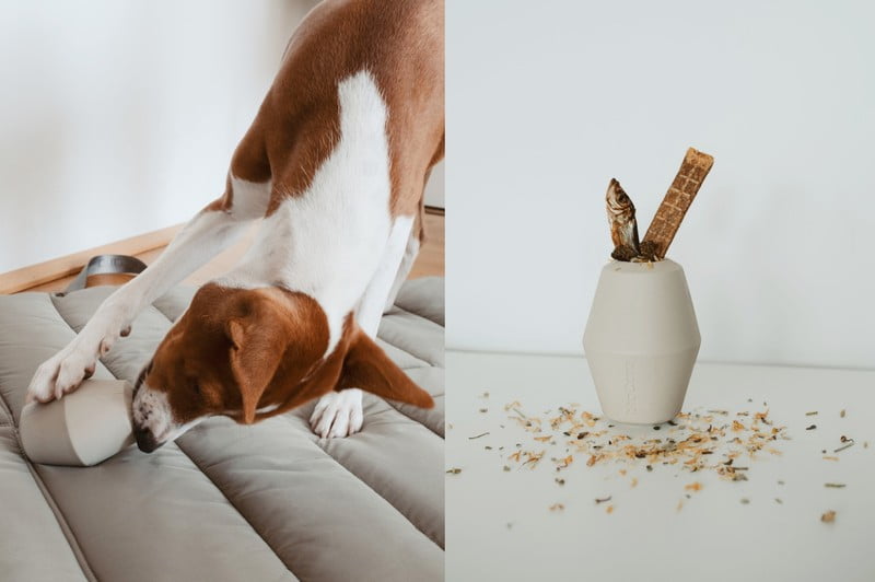 Įkvėpimas : Augintiniai