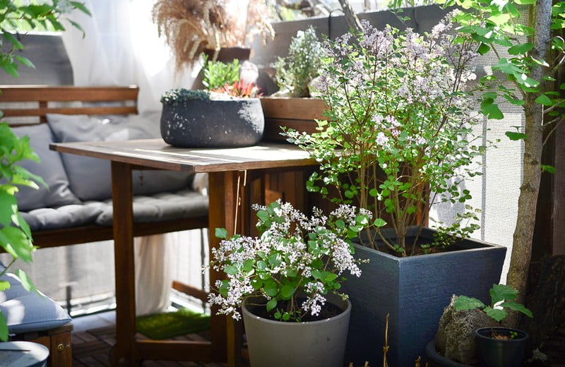 7 balkono augalai, kurie namuose sukurs žaliąją oazę