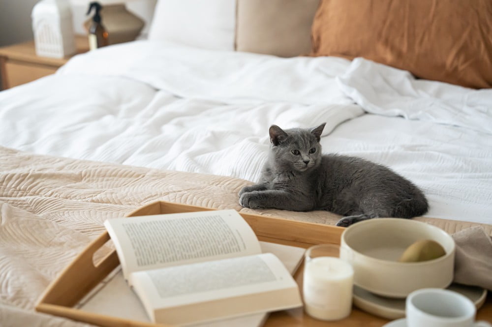 Įkvėpimas : Miegamasis, Klasikinis stilius, Ruduo, Tekstilė